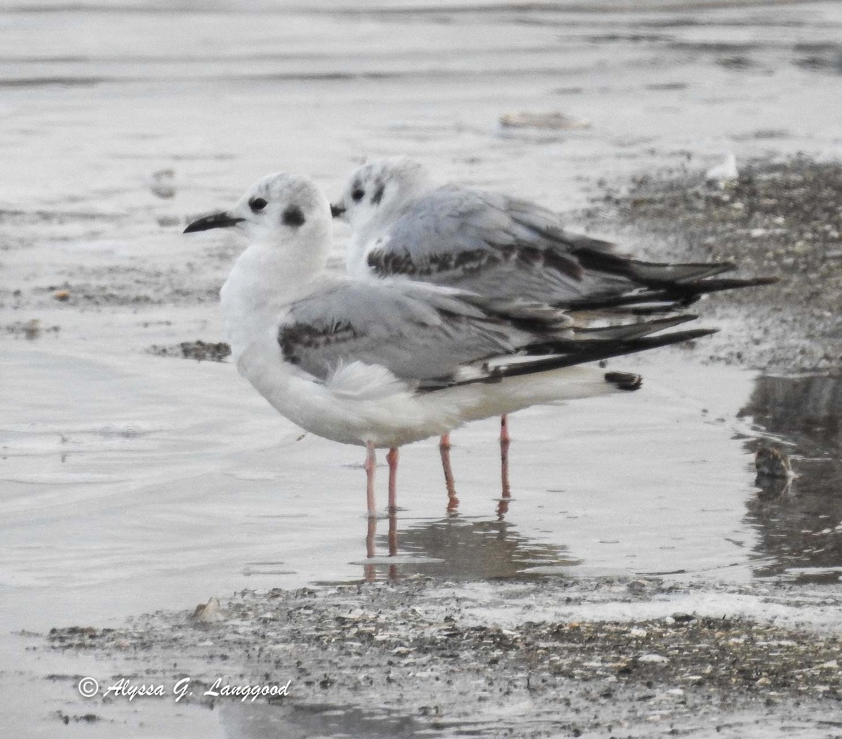 Bonaparte's Gull - ML93989081