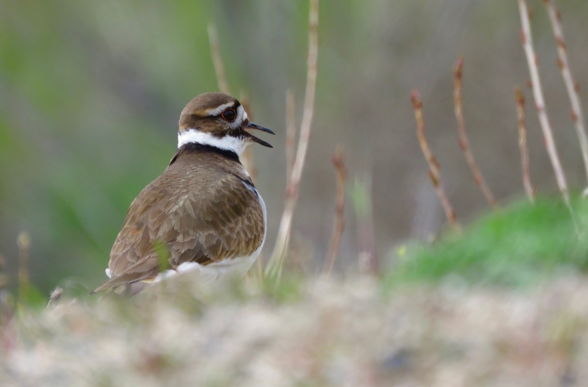 Killdeer - ML93992681