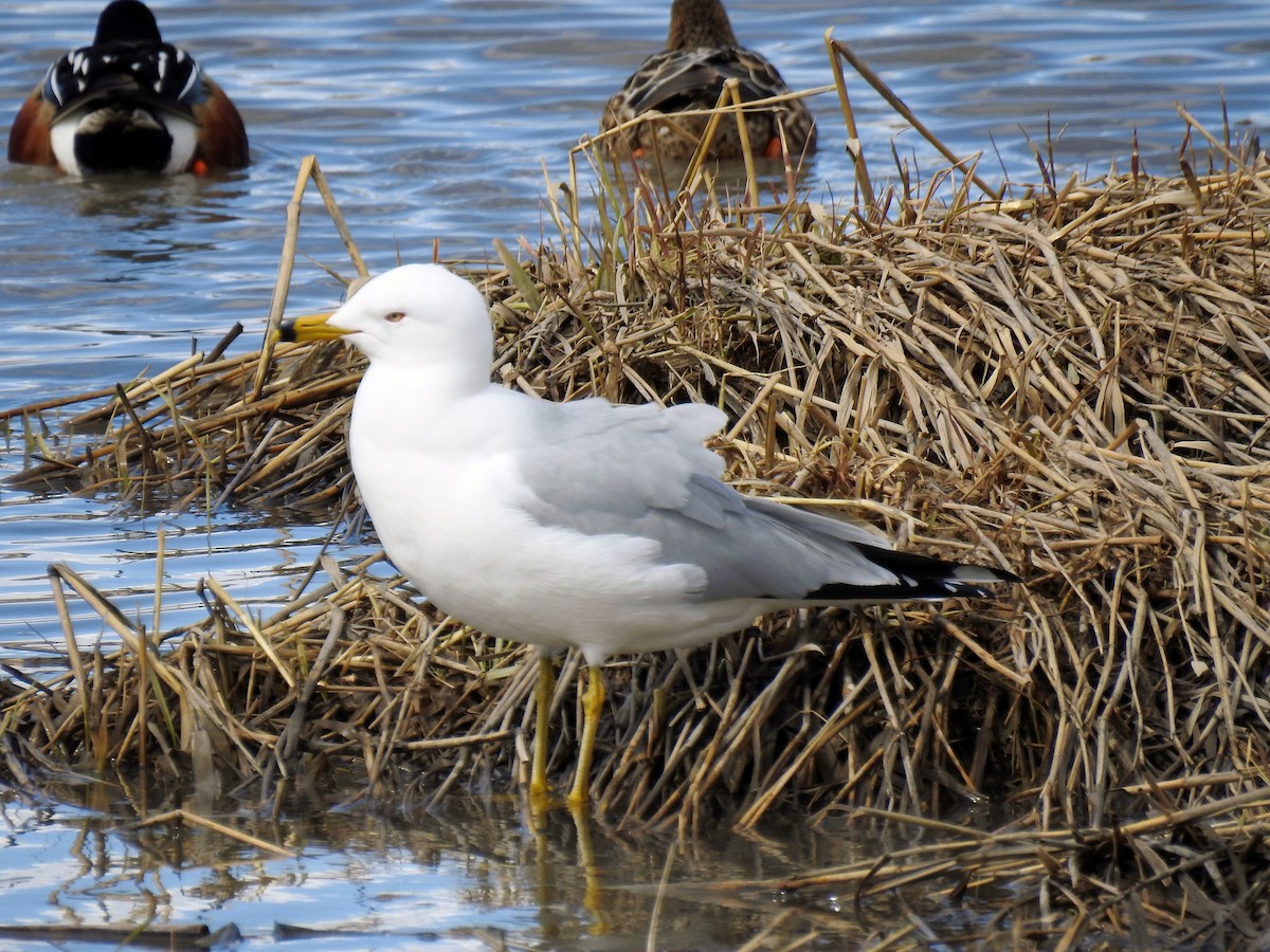 Ring-billed Gull - ML93993131