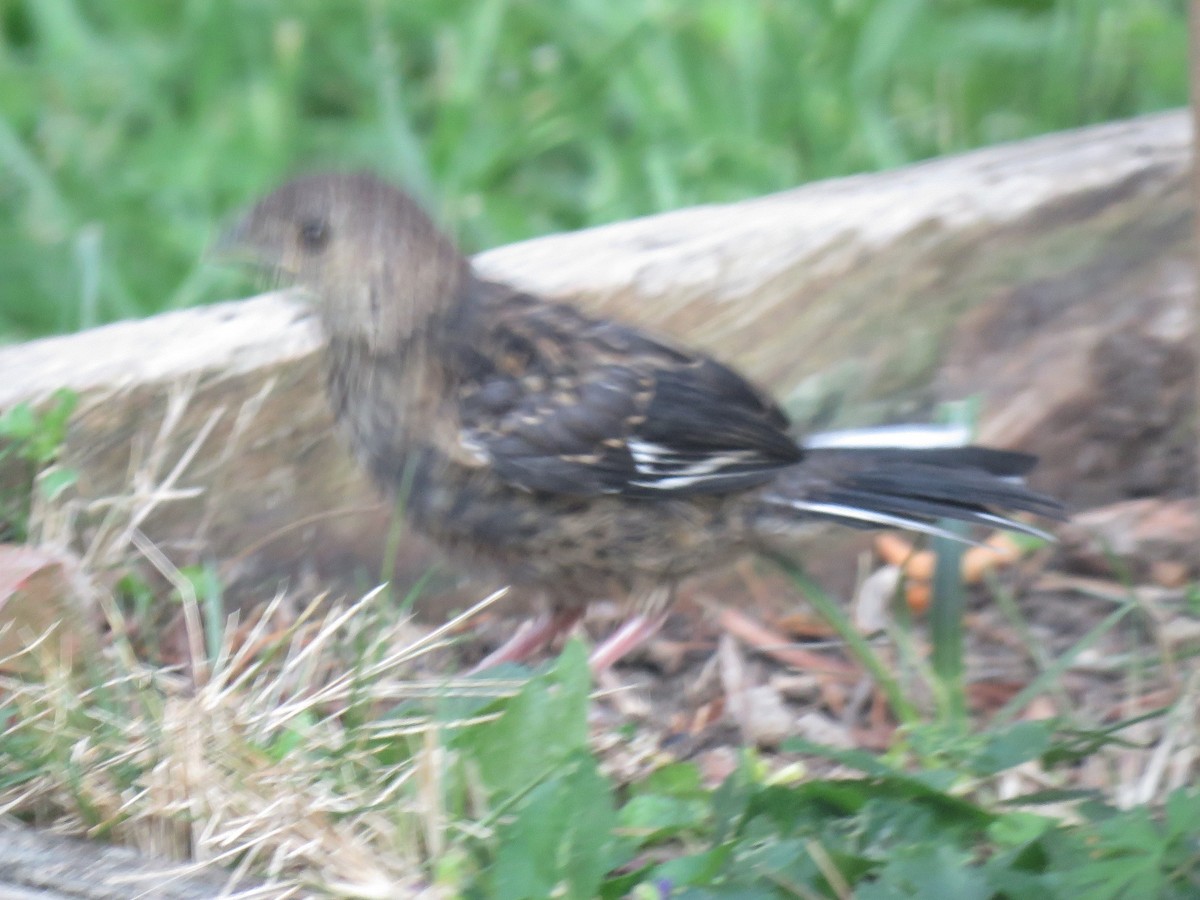 Eastern Towhee - ML93994621