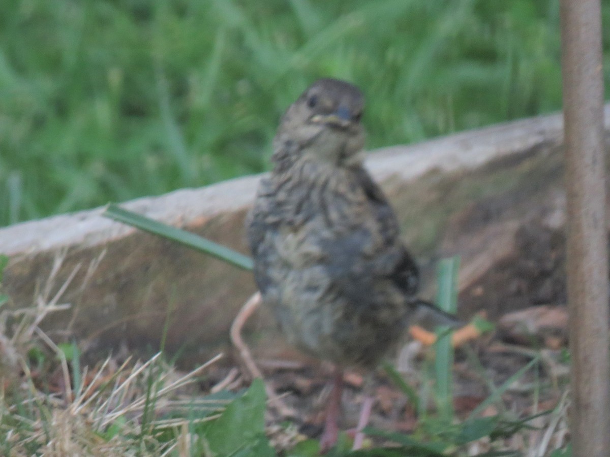 Eastern Towhee - ML93994631