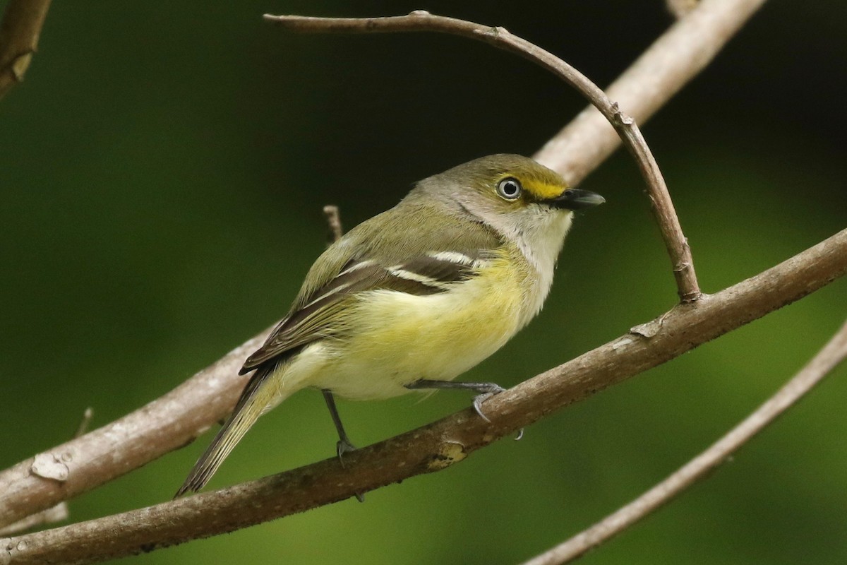 White-eyed Vireo - ML93994851