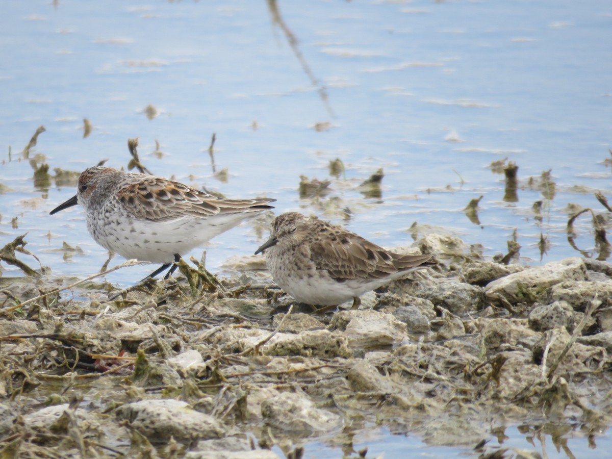 Western Sandpiper - Suzi Holt