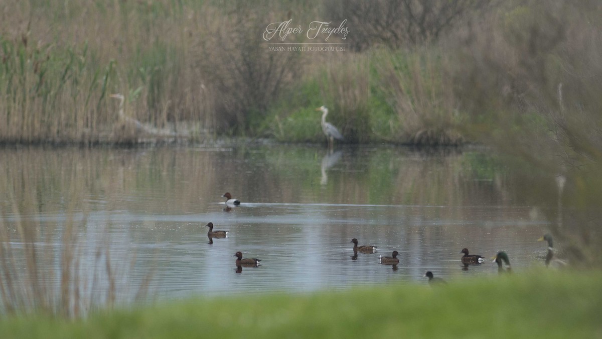 Ferruginous Duck - Alper Tüydeş