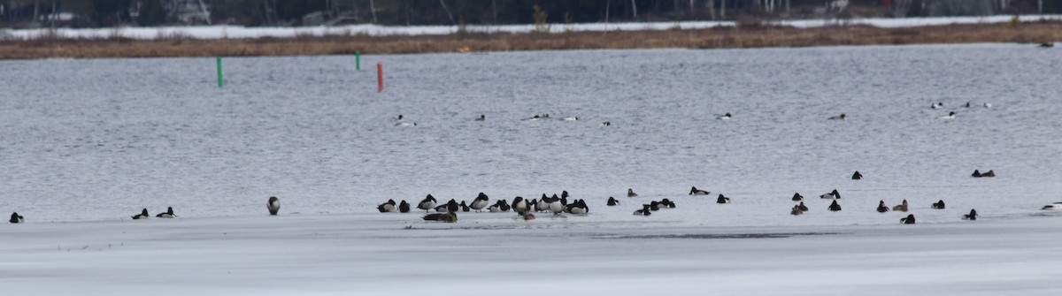 Ring-necked Duck - ML93997921