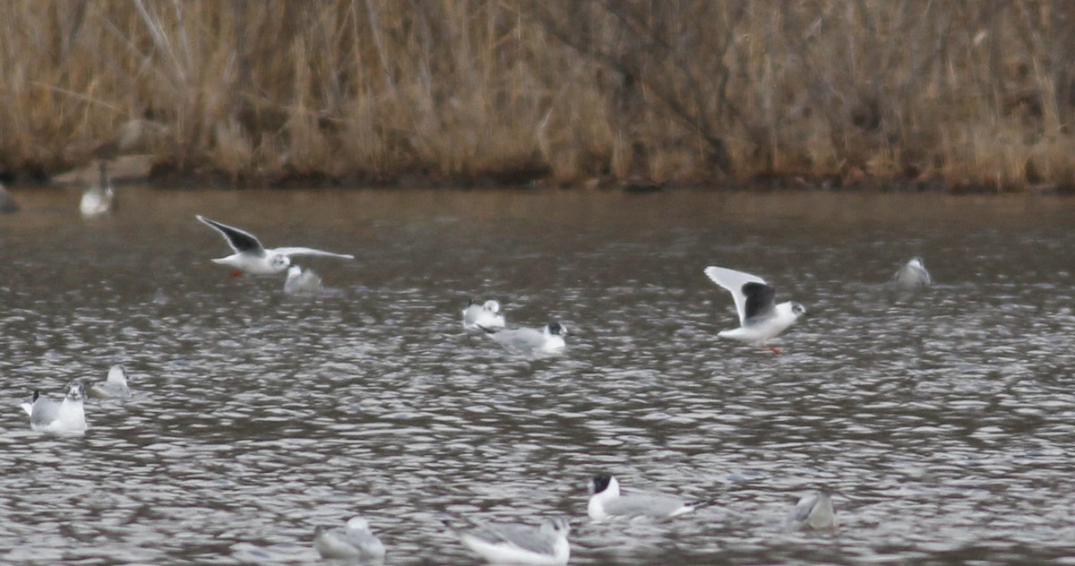 Mouette pygmée - ML93999221