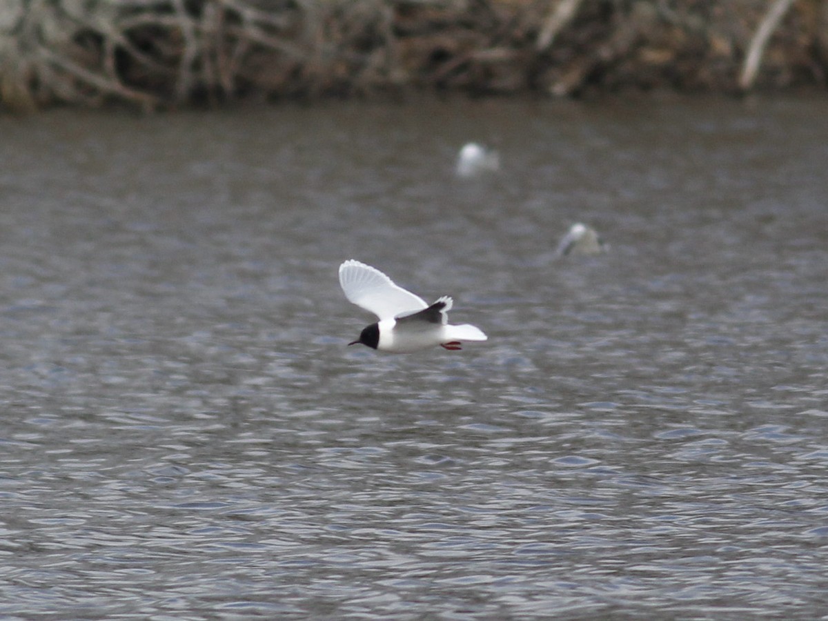 Mouette pygmée - ML93999231