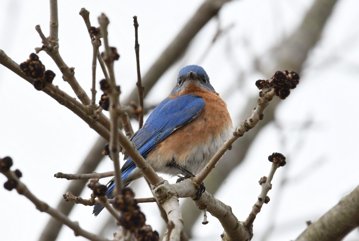 Eastern Bluebird - ML93999611