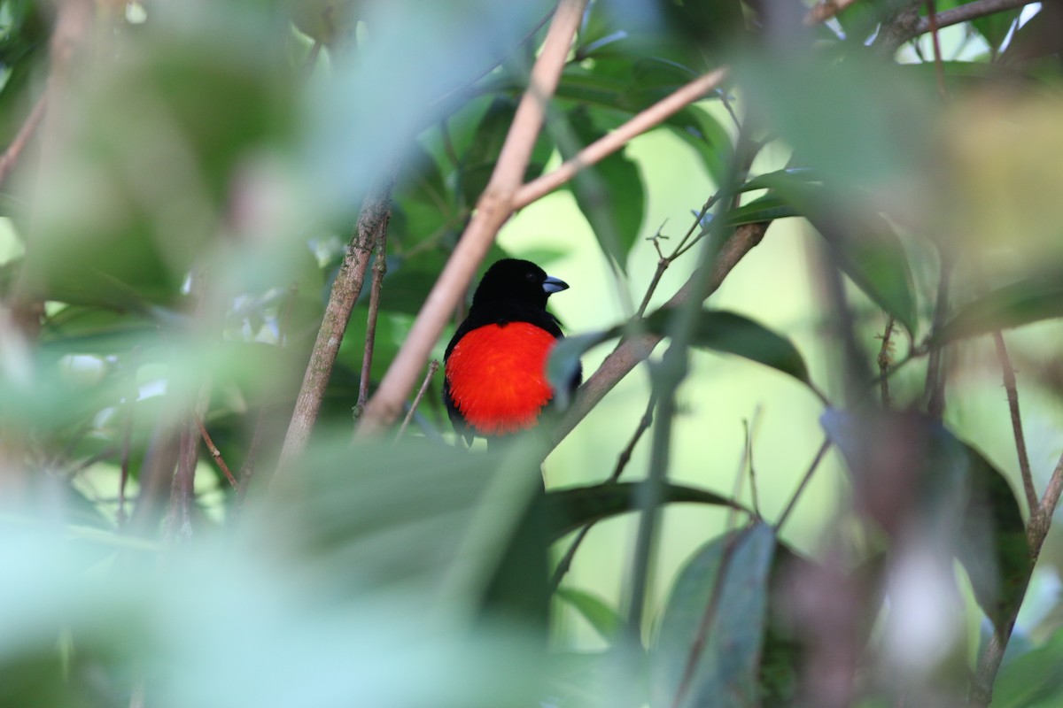 Scarlet-rumped Tanager (Passerini's) - ML94003801