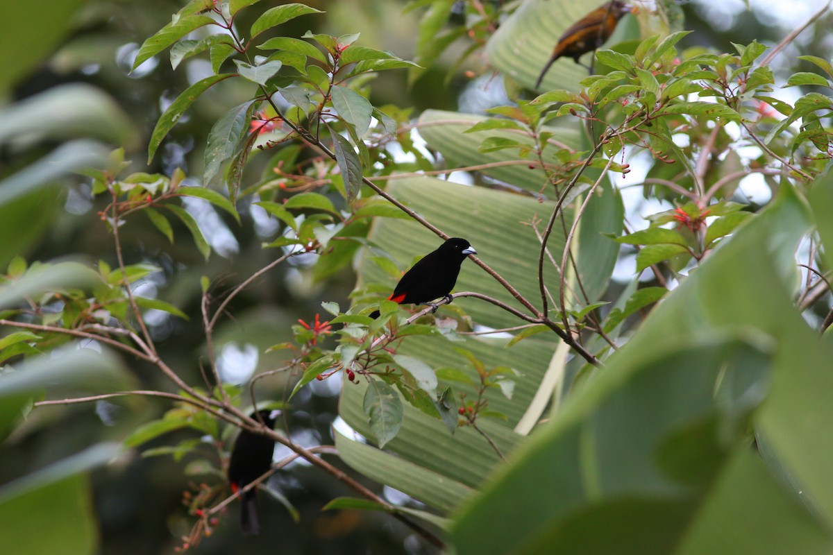 Scarlet-rumped Tanager (Passerini's) - ML94003881