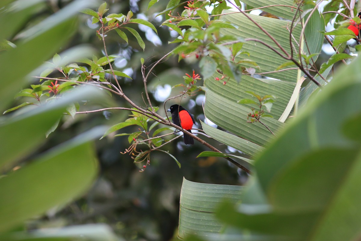Scarlet-rumped Tanager (Passerini's) - ML94003891