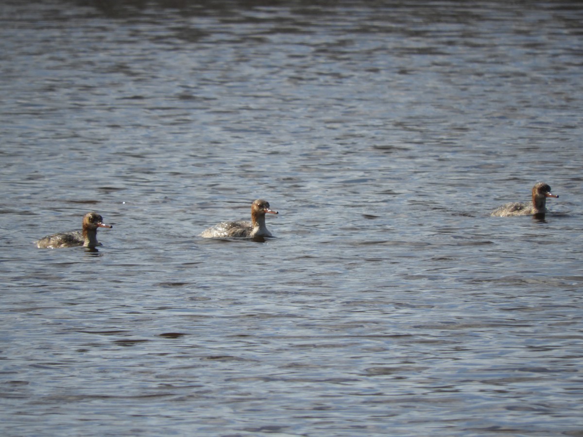 Red-breasted Merganser - ML94004081