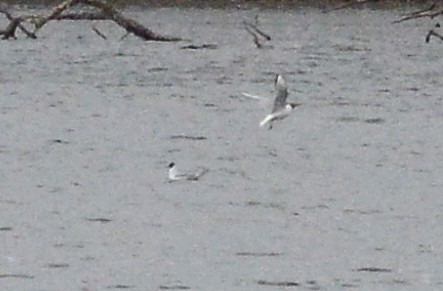 Bonaparte's Gull - ML94004481