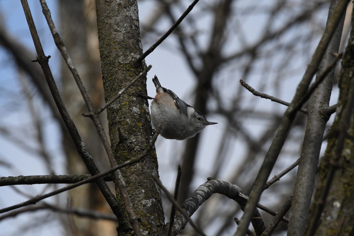 White-breasted Nuthatch - Guy Lafond