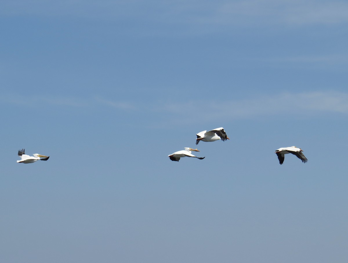 American White Pelican - ML94007601