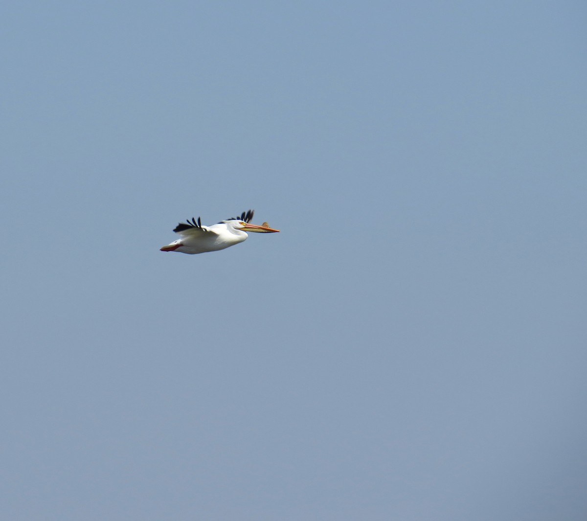 American White Pelican - ML94007621