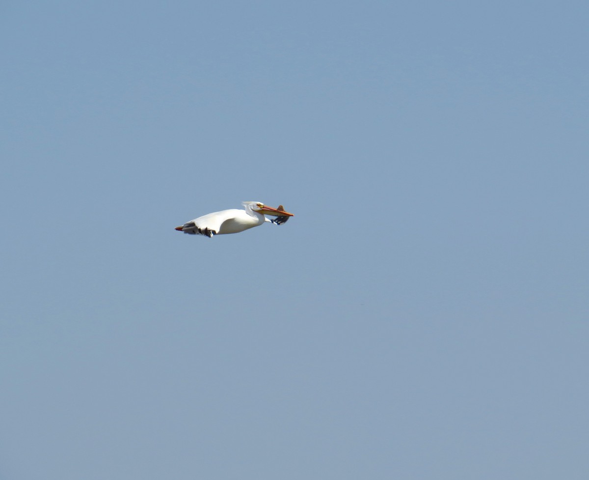 American White Pelican - ML94007631