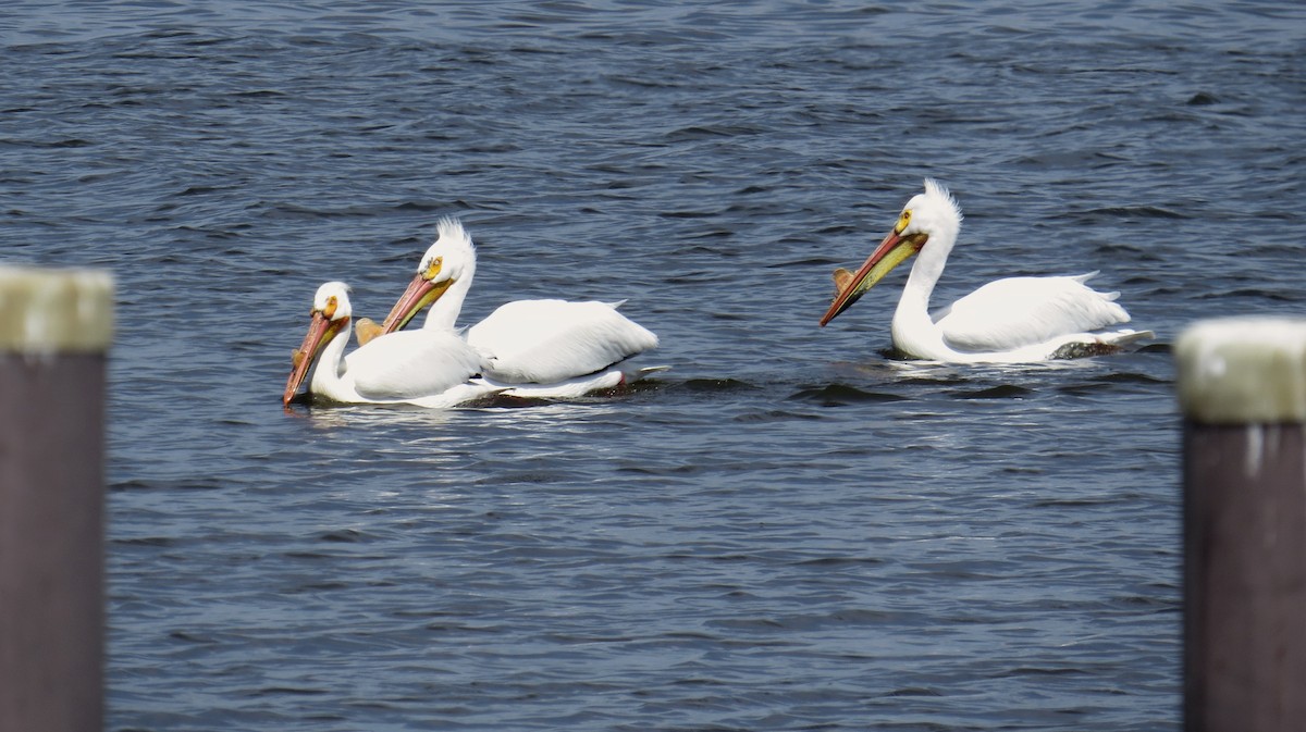 American White Pelican - ML94007651