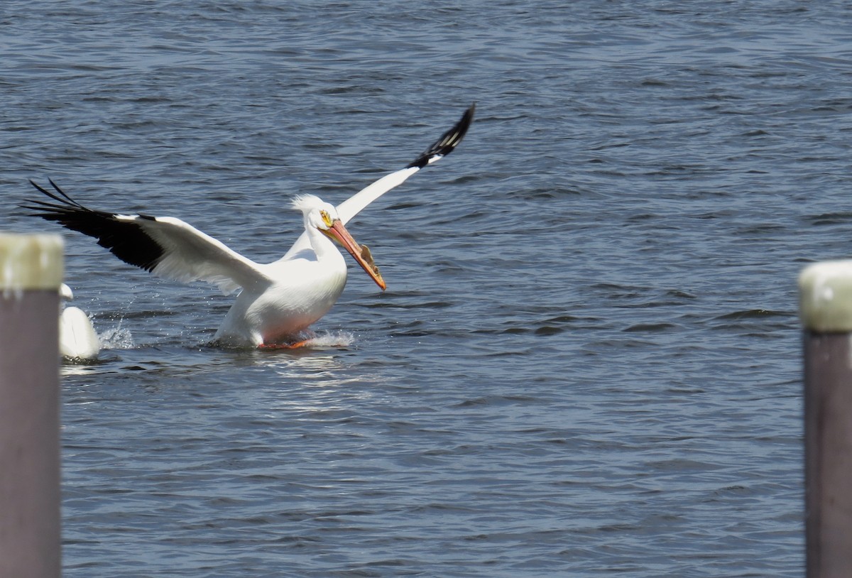 American White Pelican - ML94007671