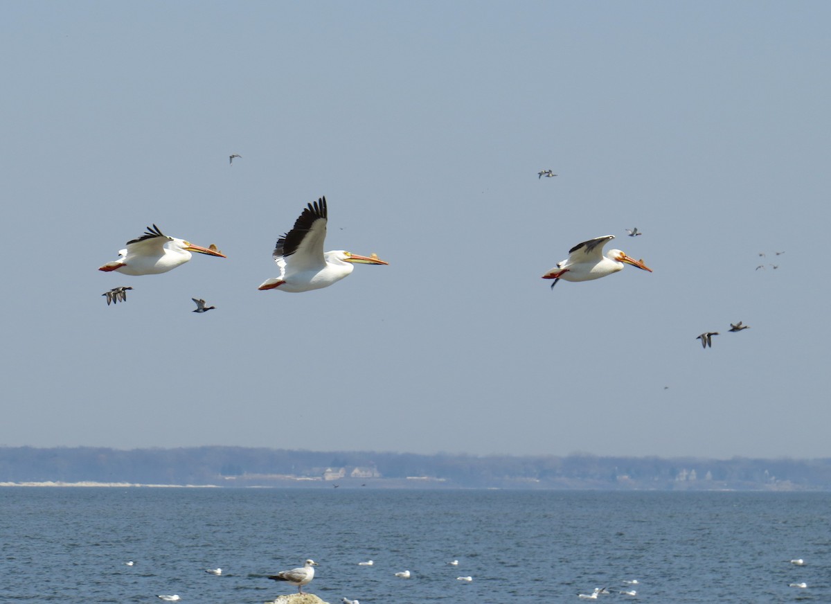 American White Pelican - ML94007731