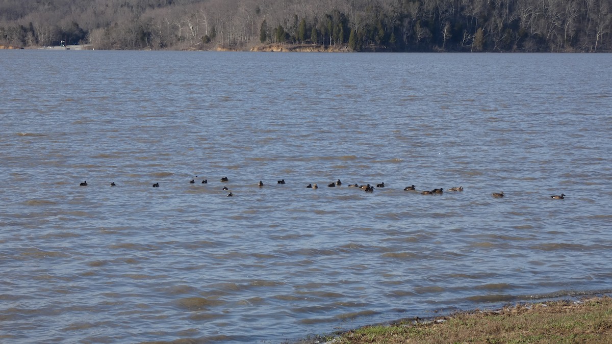 Blue-winged Teal - John Landon