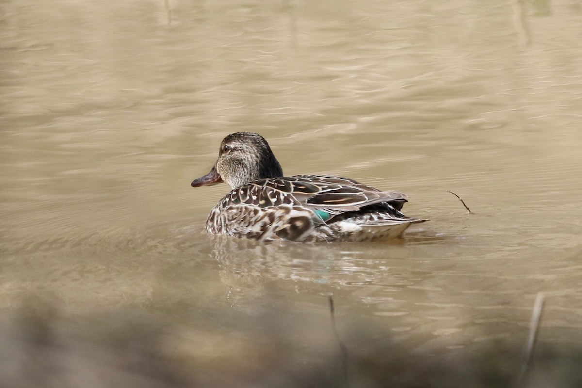Green-winged Teal - ML94008551