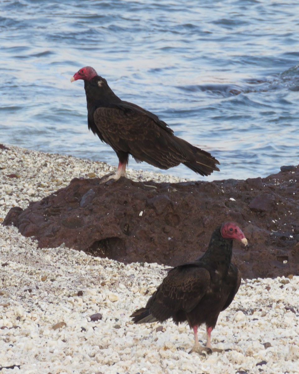 Turkey Vulture - ML94008741