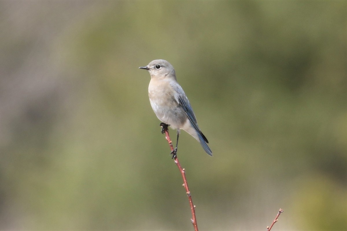 Mountain Bluebird - ML94009501