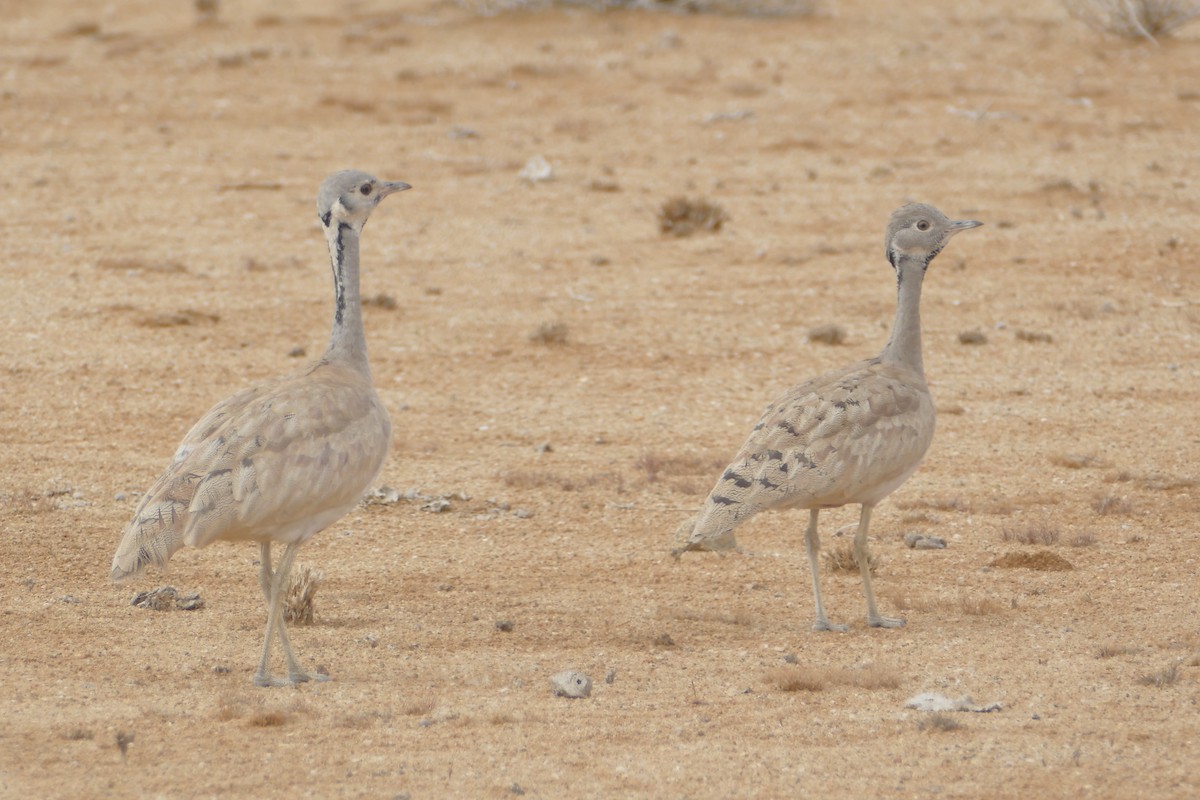 Rüppell's Bustard - ML94009841