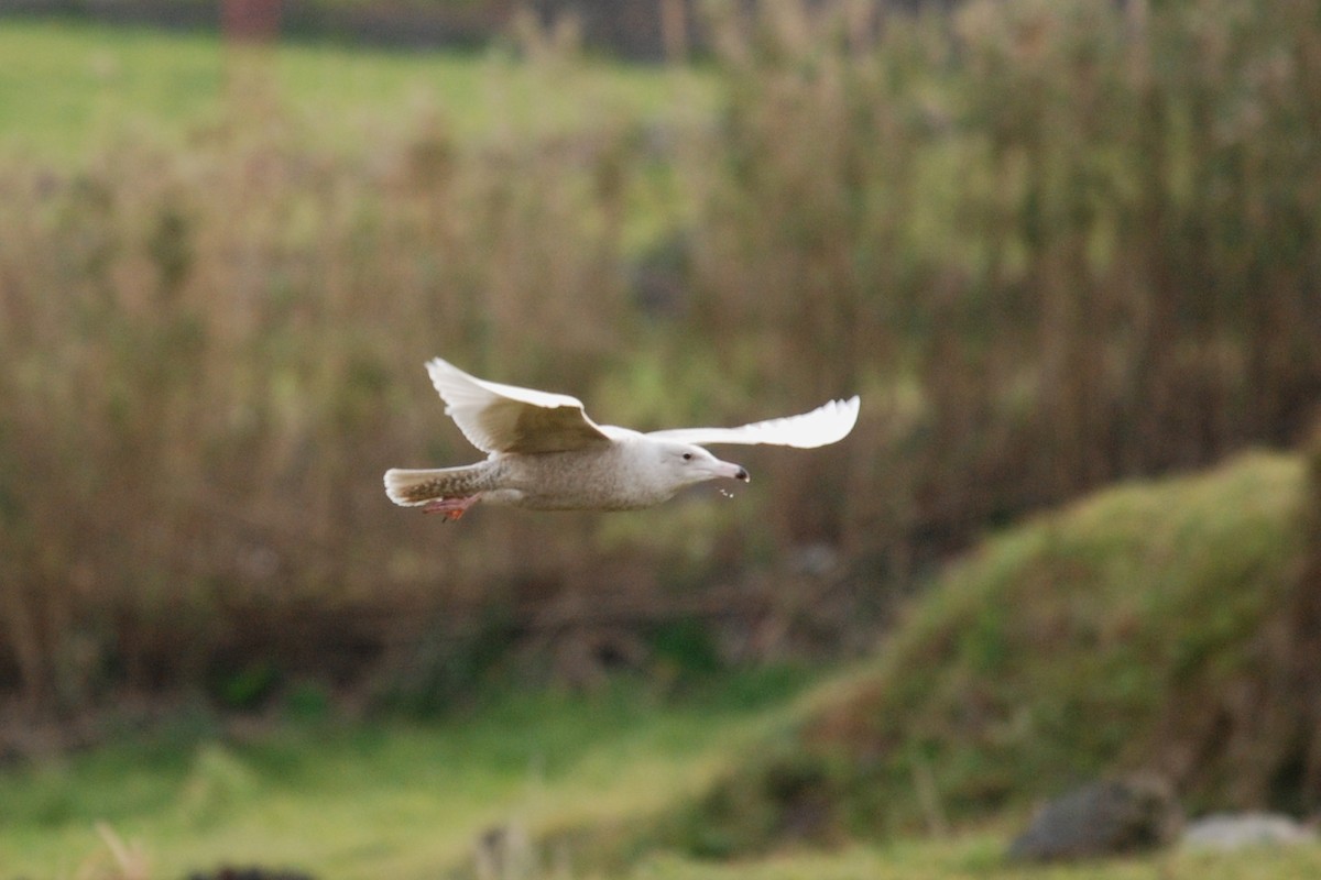 Glaucous Gull - Andre Vieira