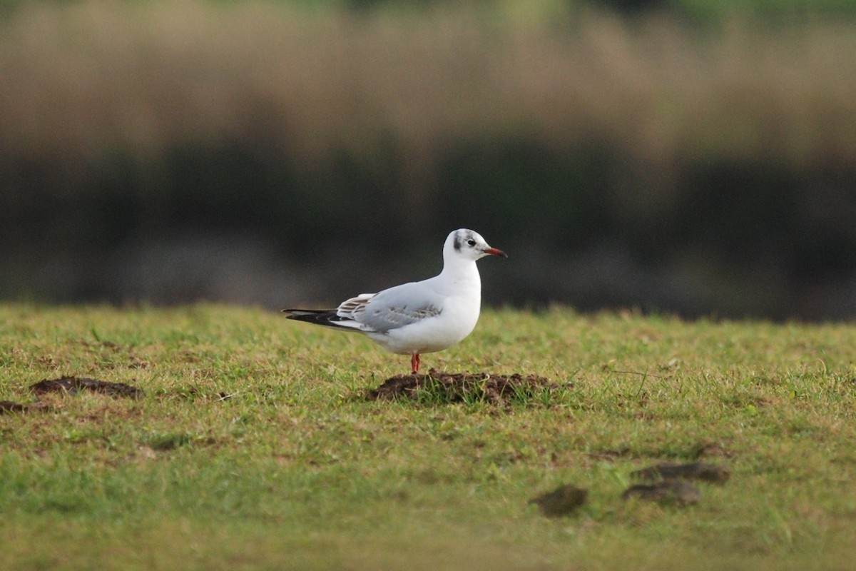 Black-headed Gull - Andre Vieira