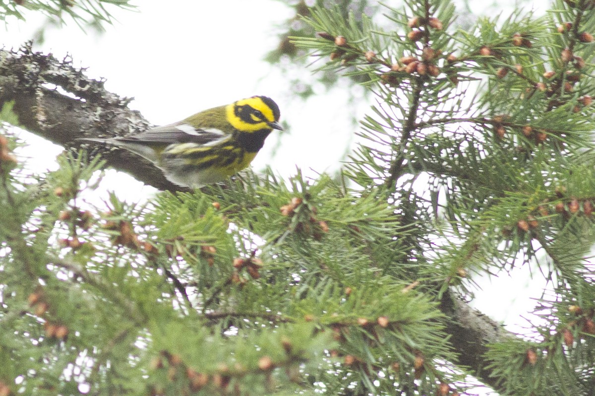 Townsend's Warbler - ML94011261