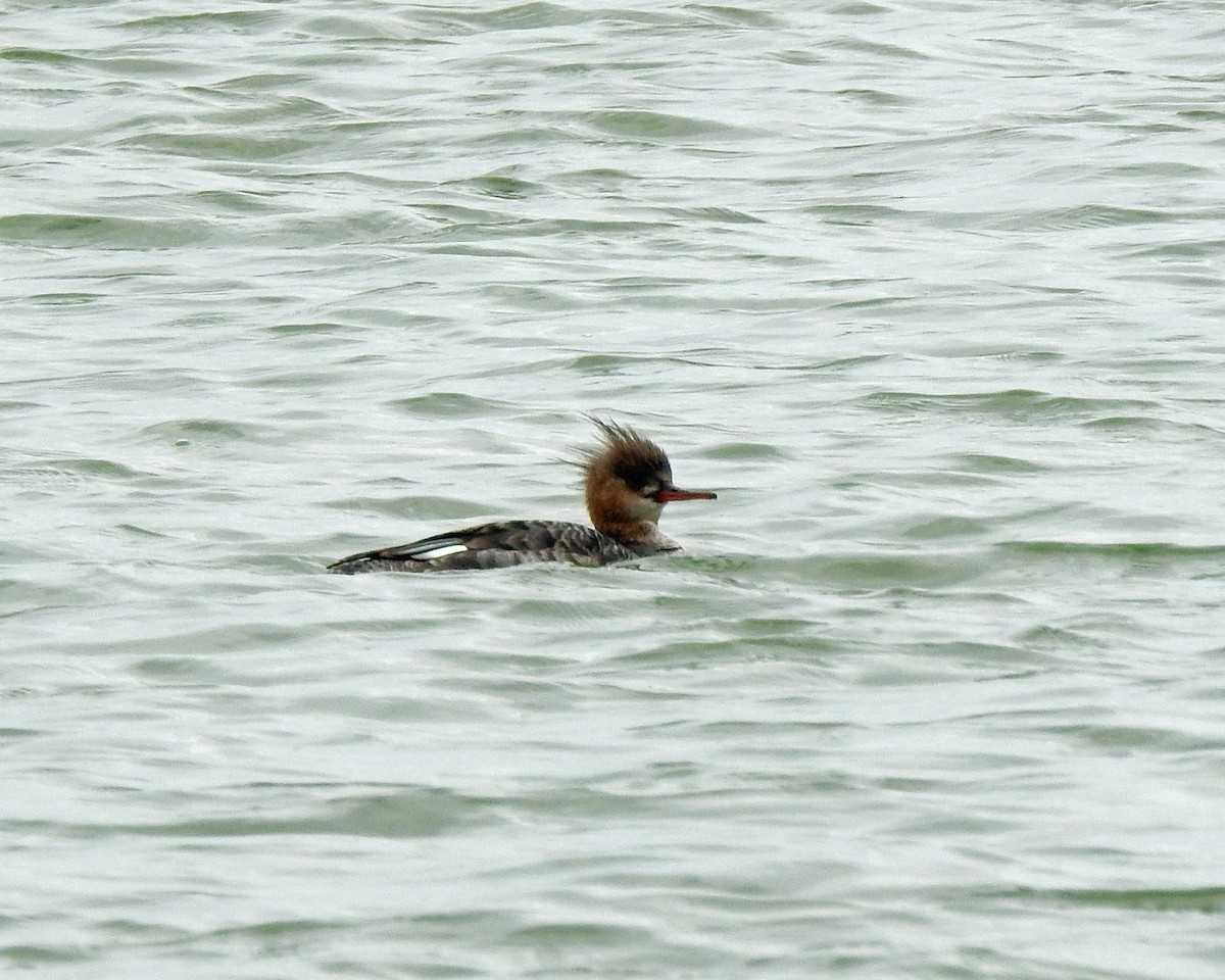 Red-breasted Merganser - ML94015341