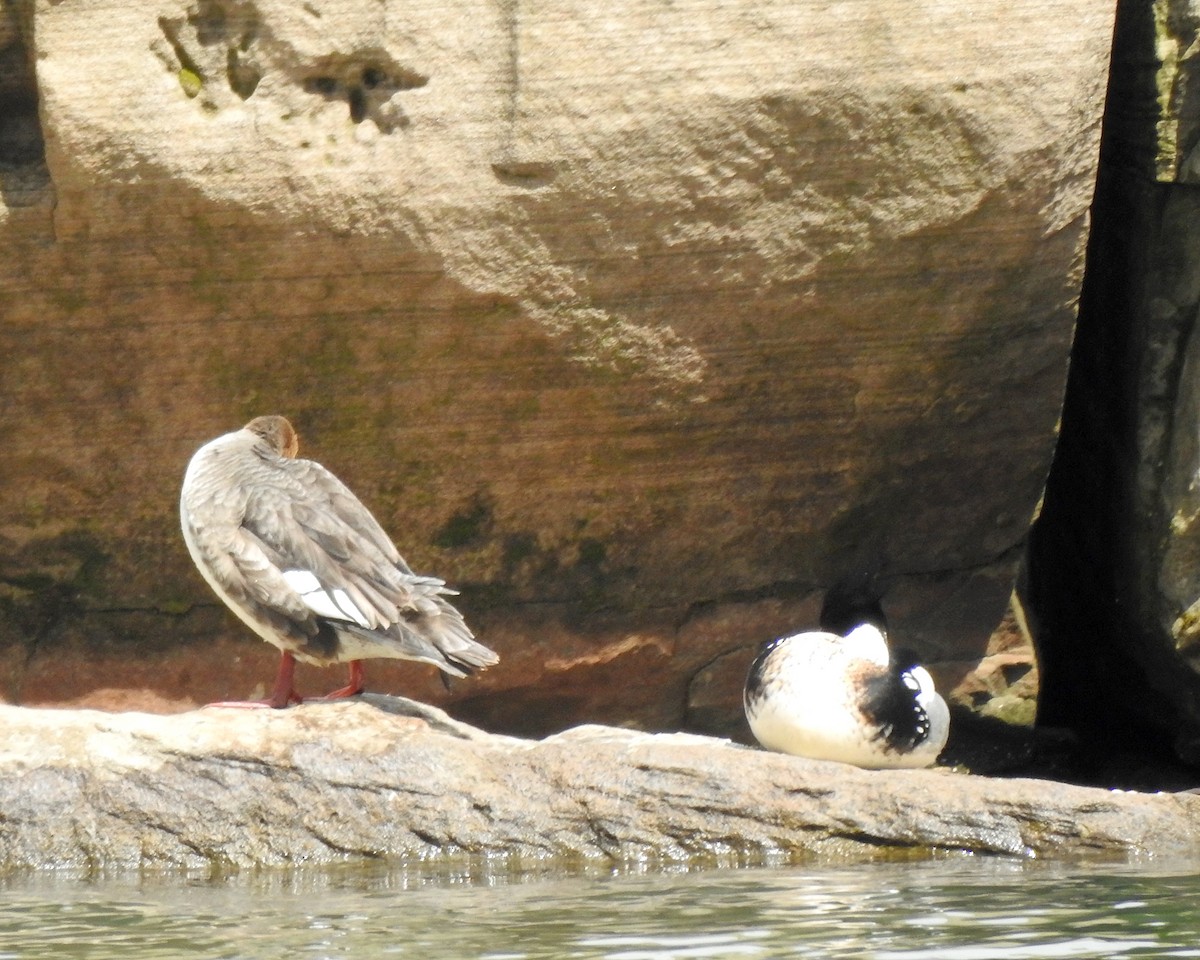 Red-breasted Merganser - ML94015351