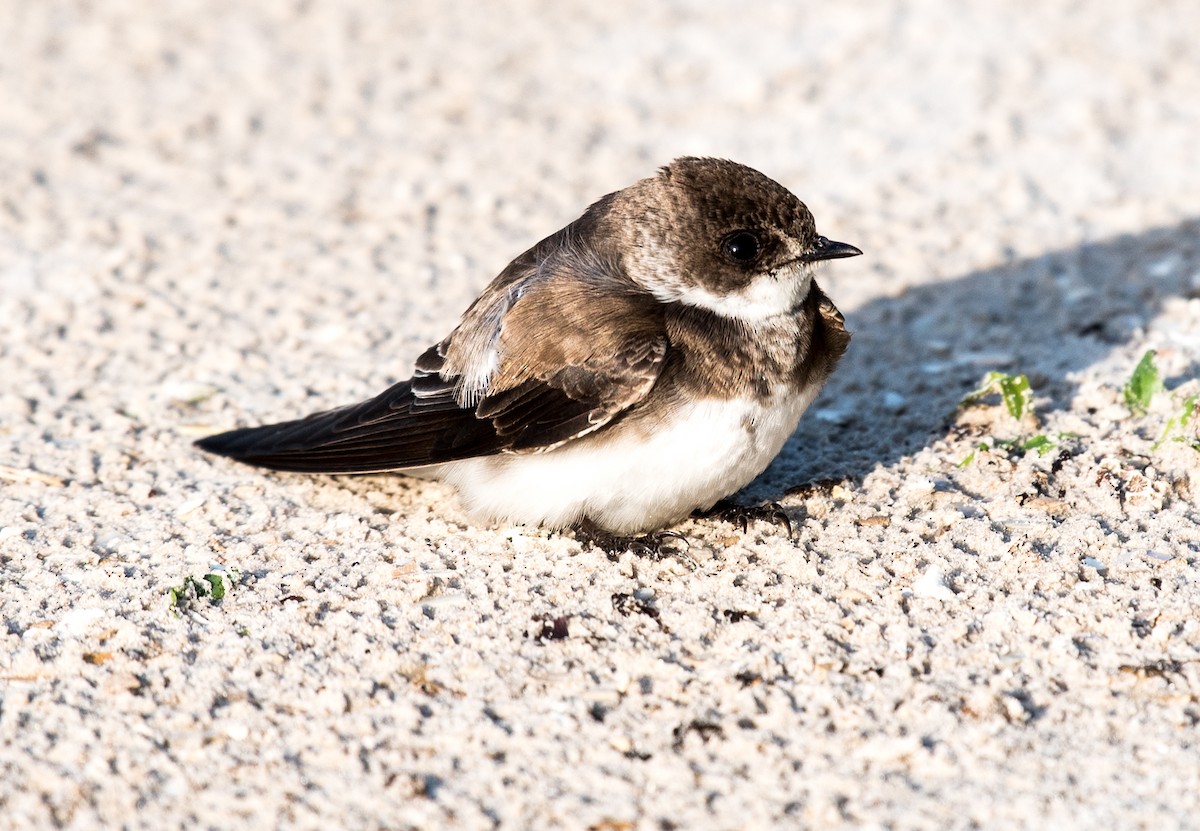 Bank Swallow - Chase Bonanno