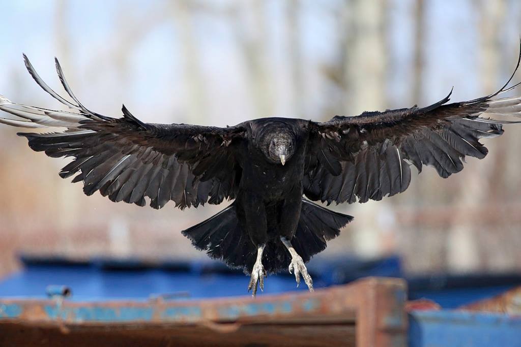 Black Vulture - ML94018461