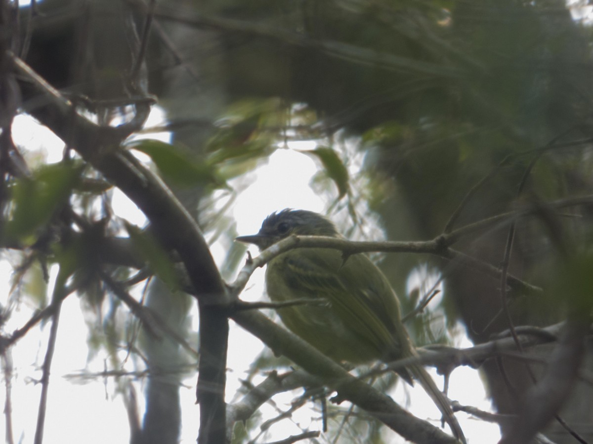 Yellow-olive Flatbill - ML94018981