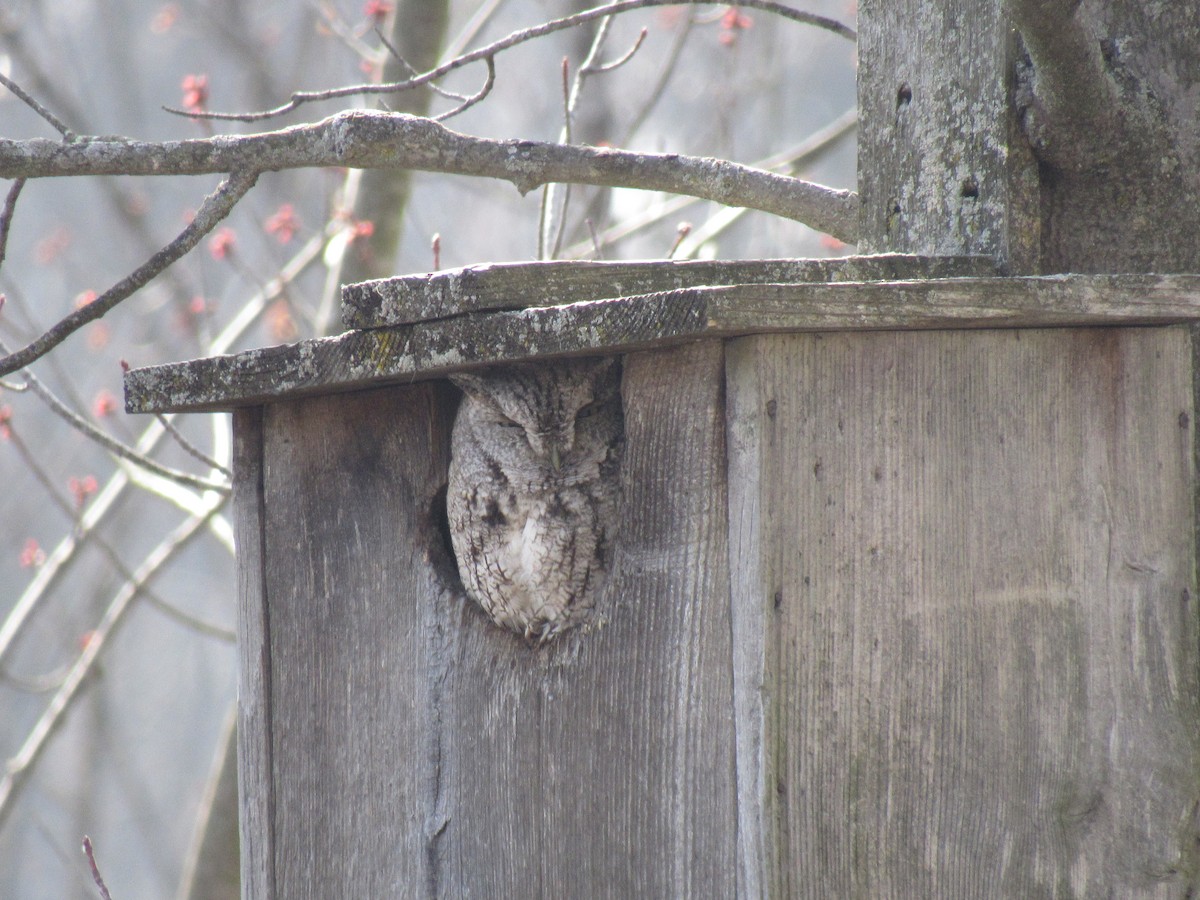 Eastern Screech-Owl - Josiah Gritter