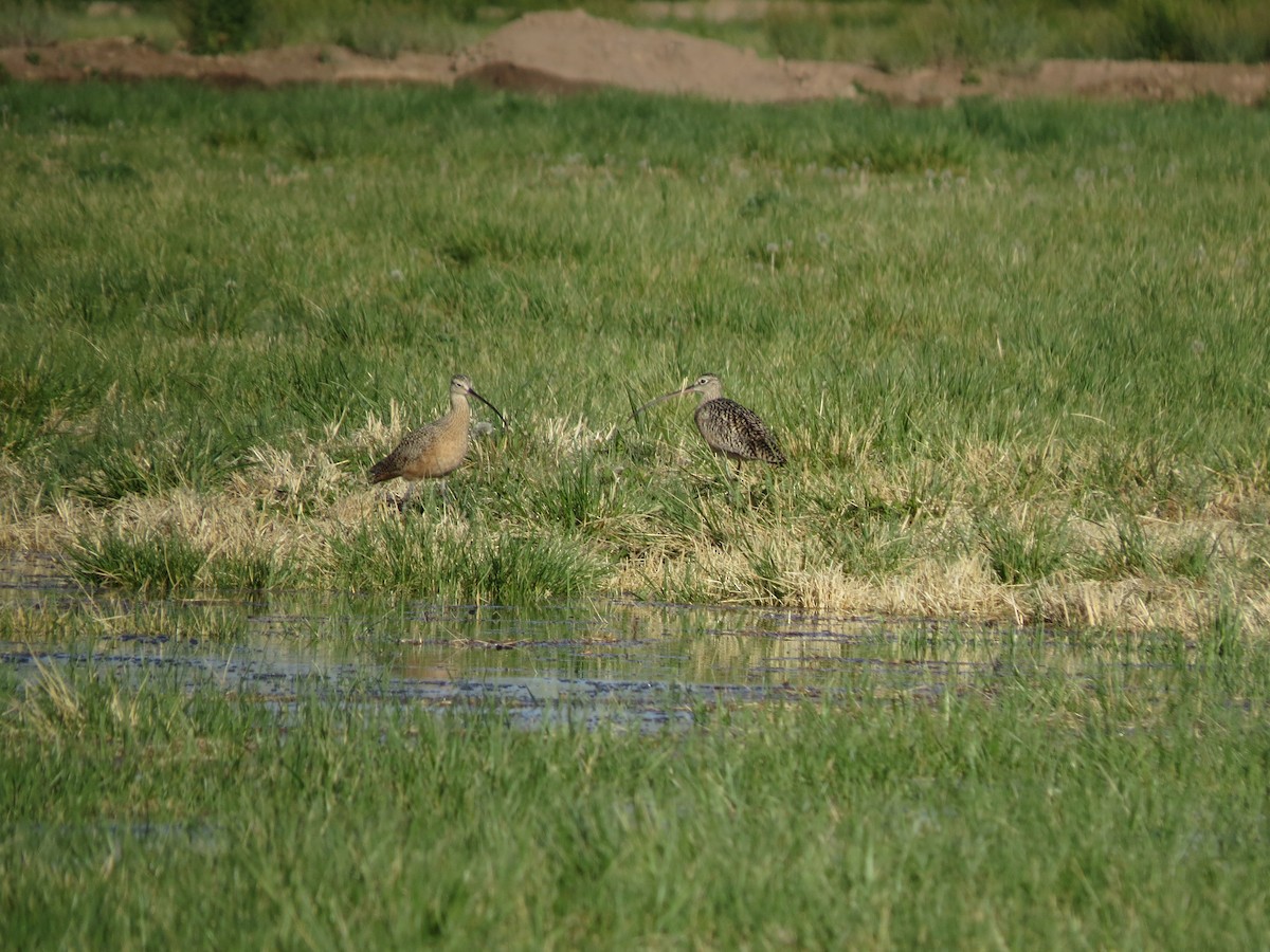 Long-billed Curlew - David Buckley