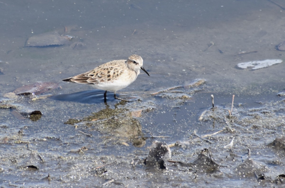 Baird's Sandpiper - ML94025211