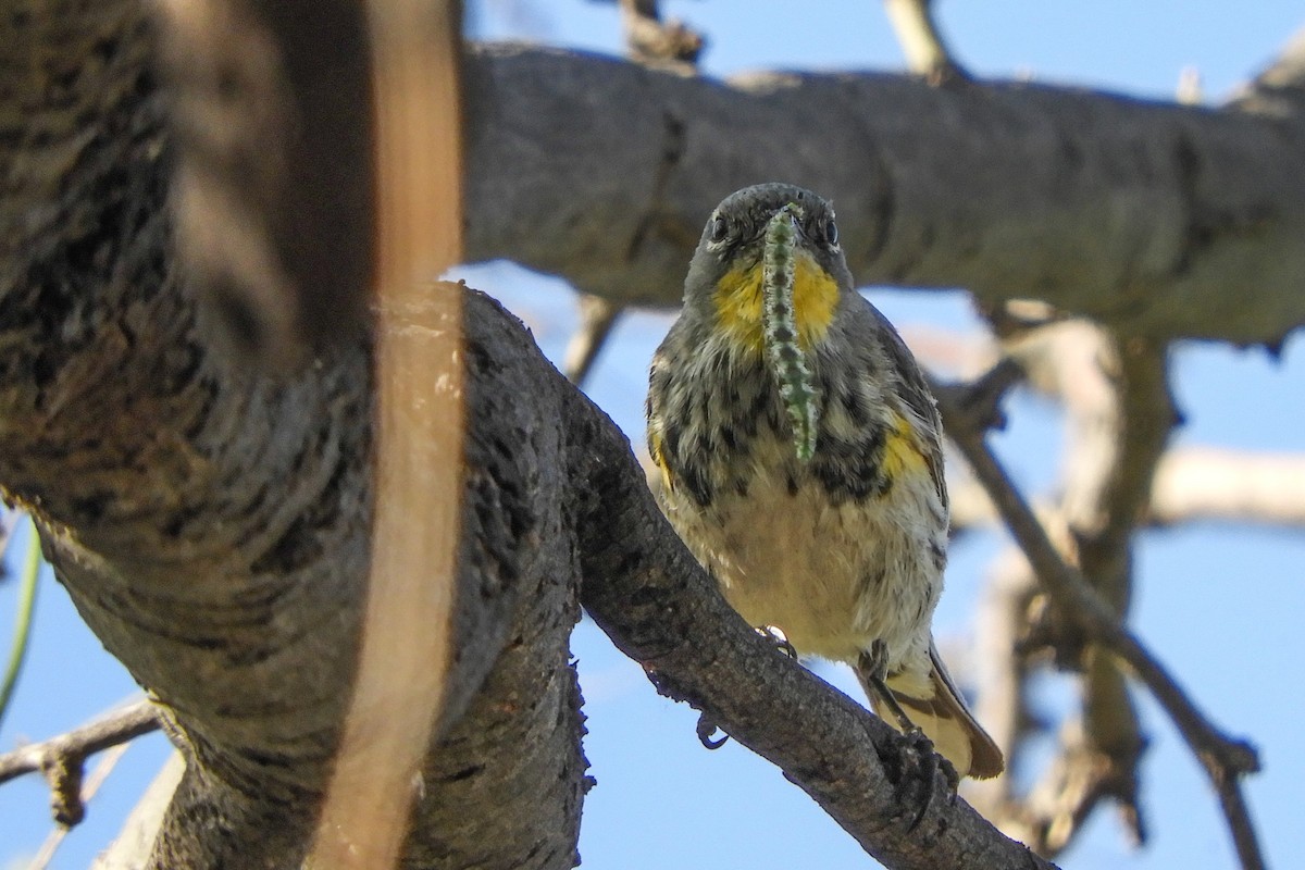 Yellow-rumped Warbler - Susan Voelker