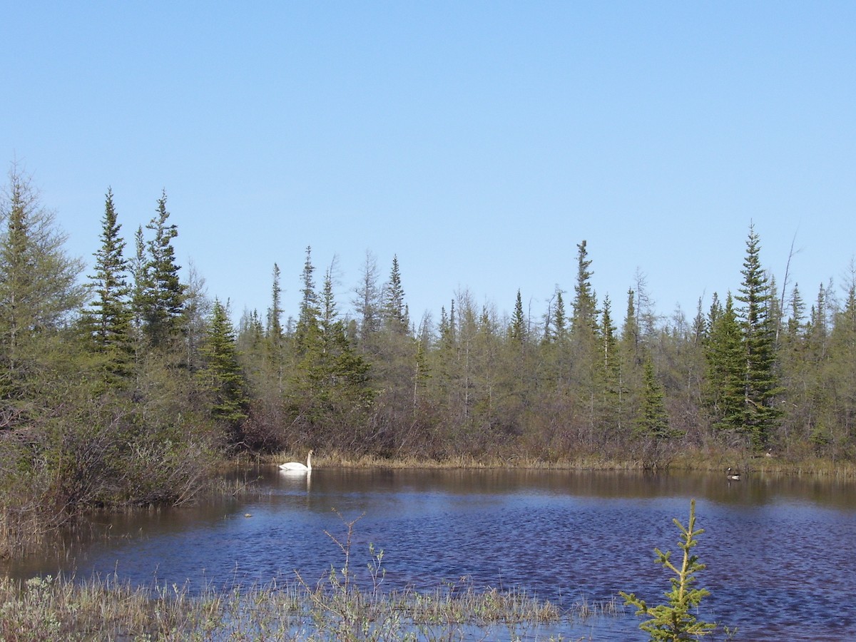 Trumpeter Swan - Louanne Reid