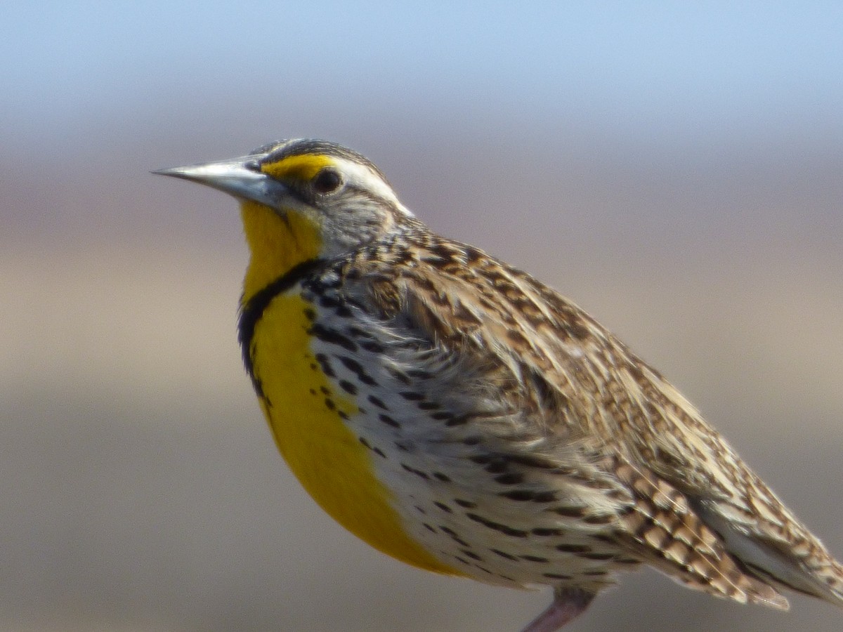 Western Meadowlark - ML94030651