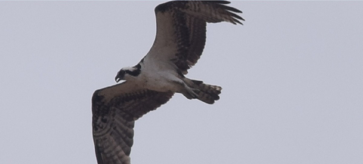 Águila Pescadora - ML94030761