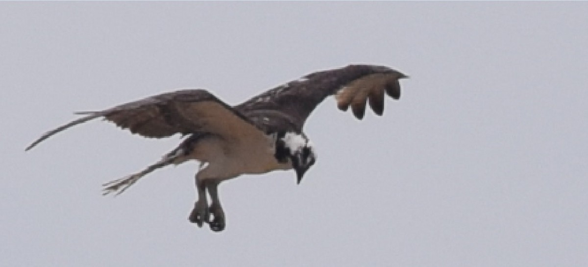 Águila Pescadora - ML94030781