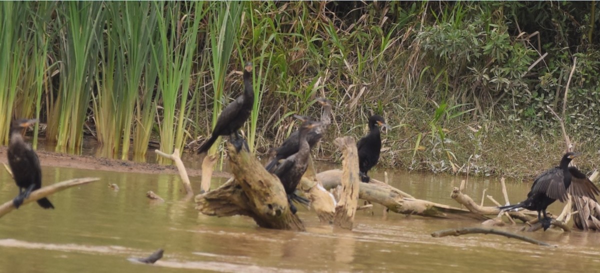 Cormorán Biguá - ML94031041