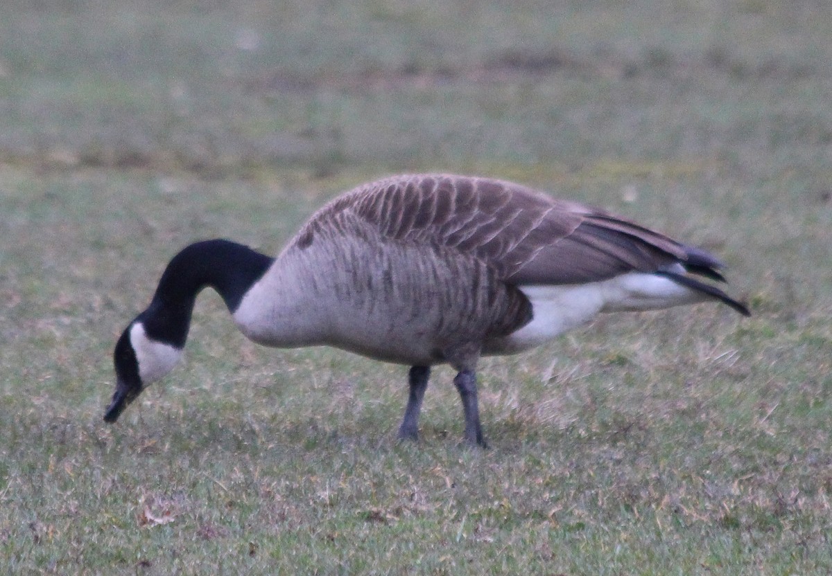 Canada Goose - ML94031871