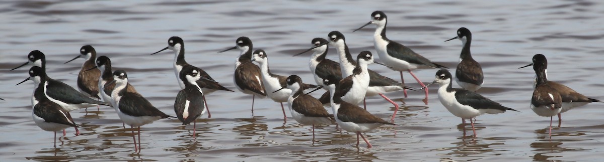 Black-necked Stilt - Hendrik Swanepoel