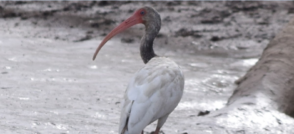 ibis bílý - ML94032631