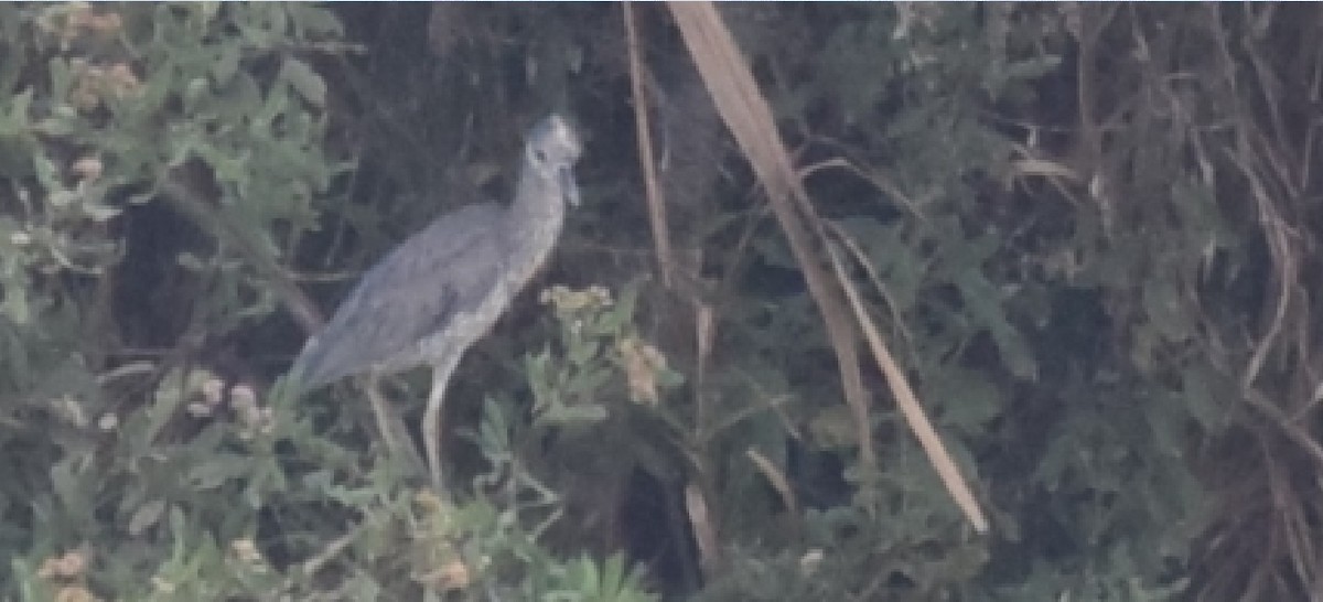 Yellow-crowned Night Heron - ML94032971